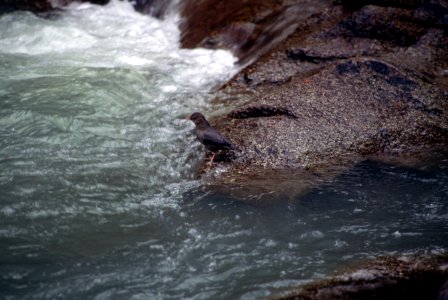 American dipper.jpg