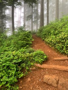 2020 Olympic National Forest Mist on Mt. Elinor Trail. photo
