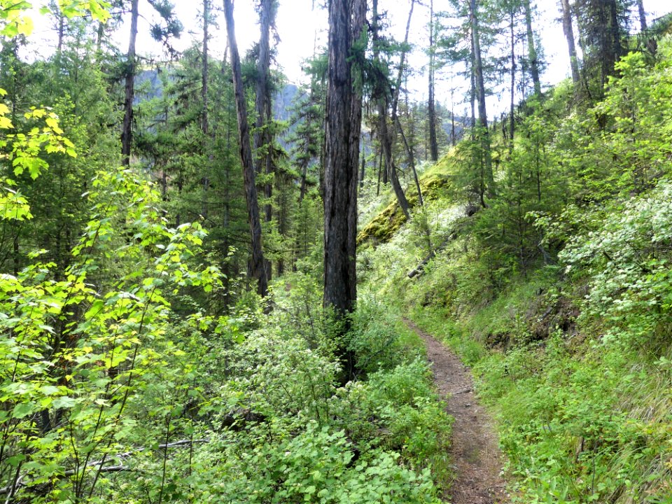 13 Mile Trail June 2020 brush by Sharleen Puckett