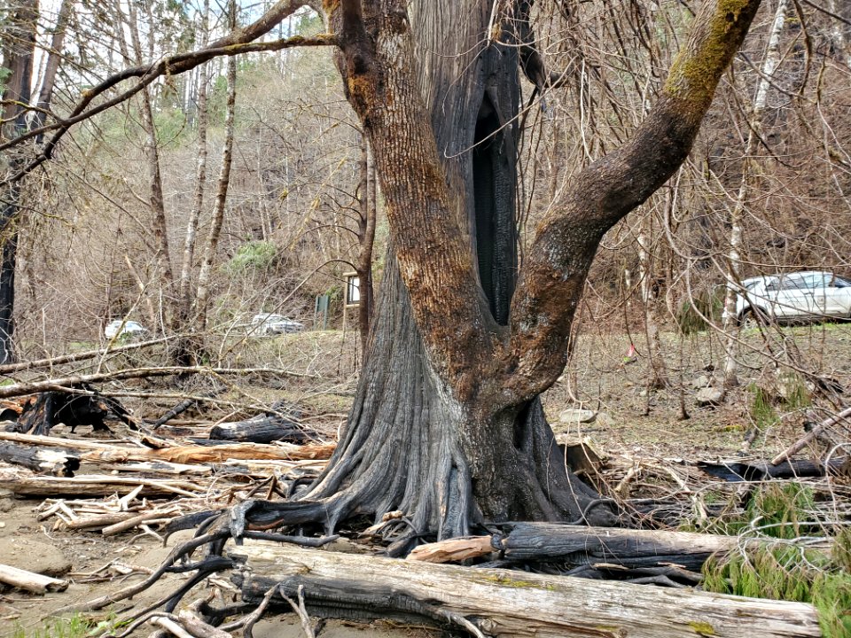 Hazard tree at Sandstone Boat Access Site on Clackamas River, Mt. Hood National Forest