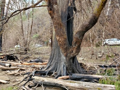 Hazard tree at Sandstone Boat Access Site on Clackamas River, Mt. Hood National Forest