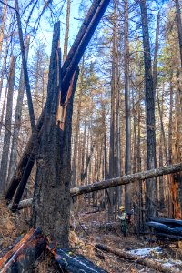 Fire damaged trees along the Riverside Trail #723, Mt. Hood National Forest