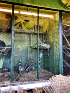 Lemurs