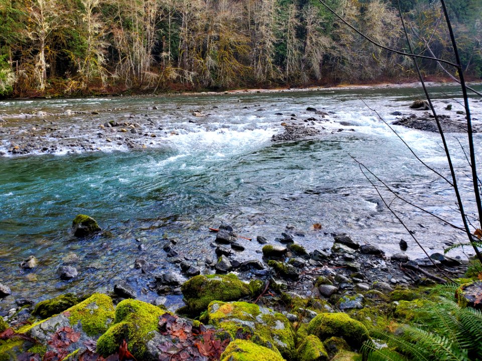 Sauk River near the Clear Creek confluence. Photo by Anne Vassar December 3, 2020.