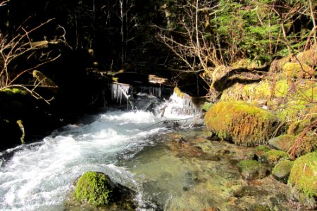 20200315 Olympic Lower Big Quilcene Trail USFS Photo