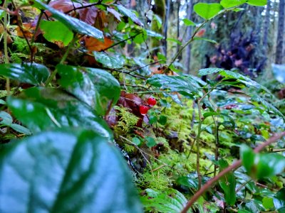 False Lily of the Valley Berries on the Old Sauk Trail, Mt. Baker-Snoqualmie National Forest. Photo by Anne Vassar December 1, 2020.