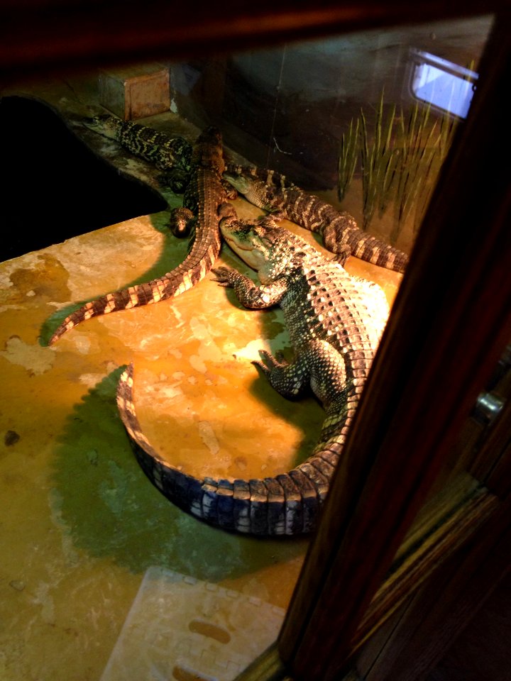 Alligators