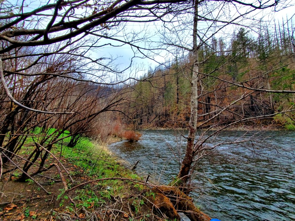 Clackamas River after Riverside Fire, Mt. Hood National Forest