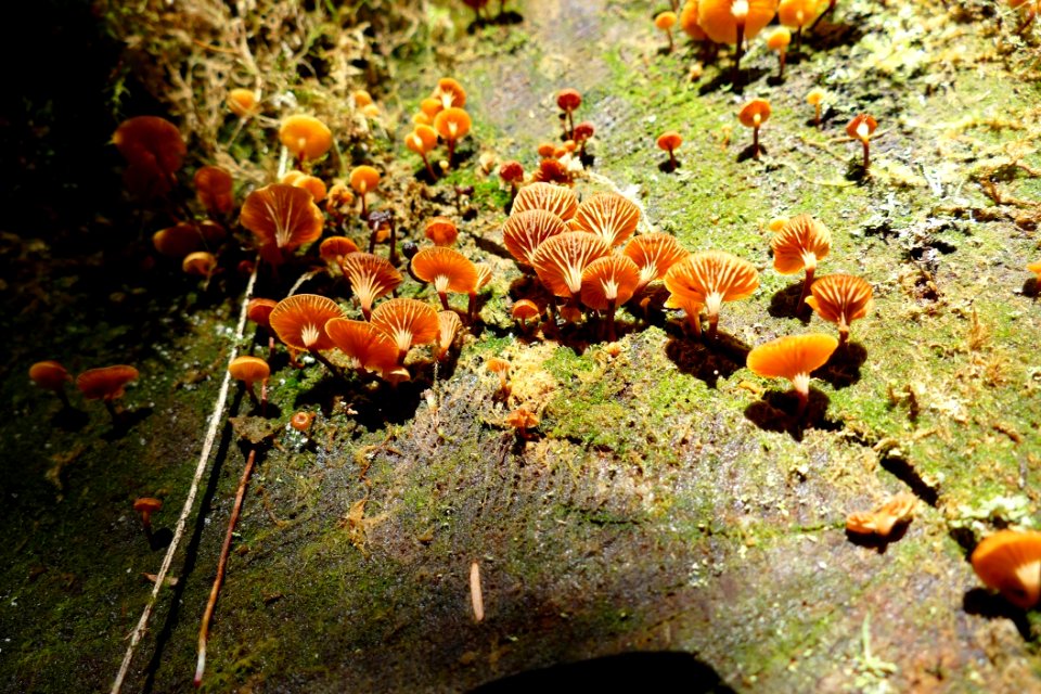 20191030 Olympic more fungus 02 USDA Forest Service photo by Betsy Howell.