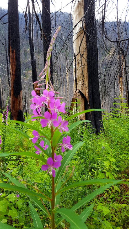 201907 CRGNSA TannerCreek Post fire recovery in Tanner Creek watershed, Forest Service photo.
