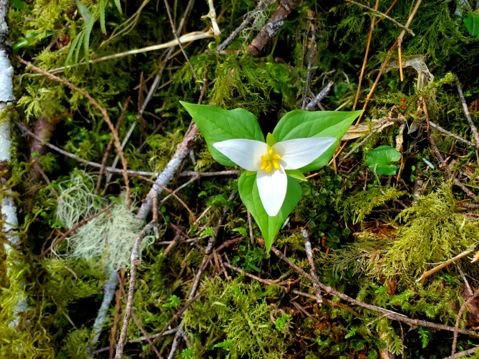 Trillium on the Mt. Baker-Snoqualmie National Forest. Photos by Anne Vassar April 20/21, 2021.