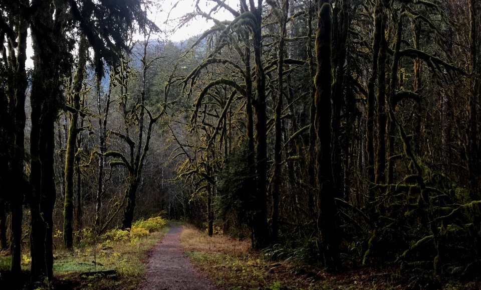 202011 Olympic Trail in Hood Canal area USDA FS photo.