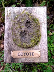 20190707 GiffordPinchot Coyote Tracks along Woods Creek Watchable Wildlife interpretive trail.