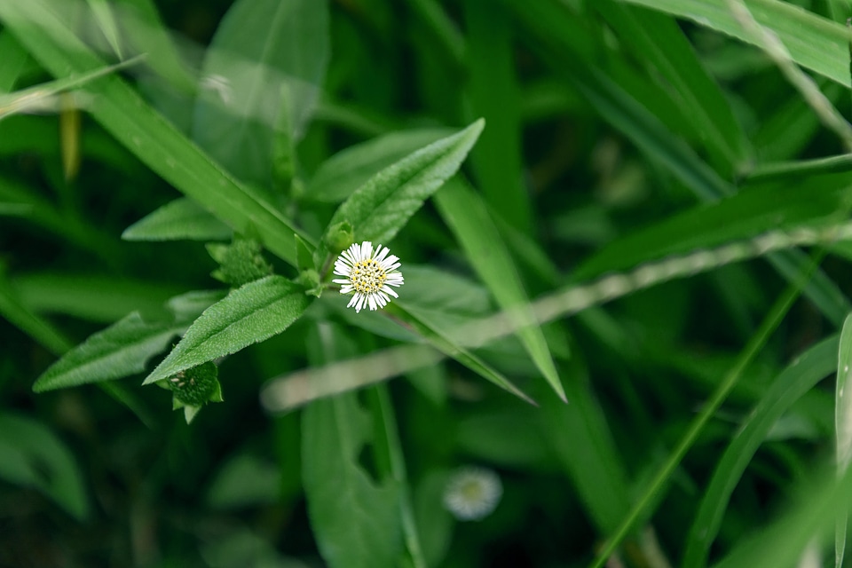 Weeds plant autumn