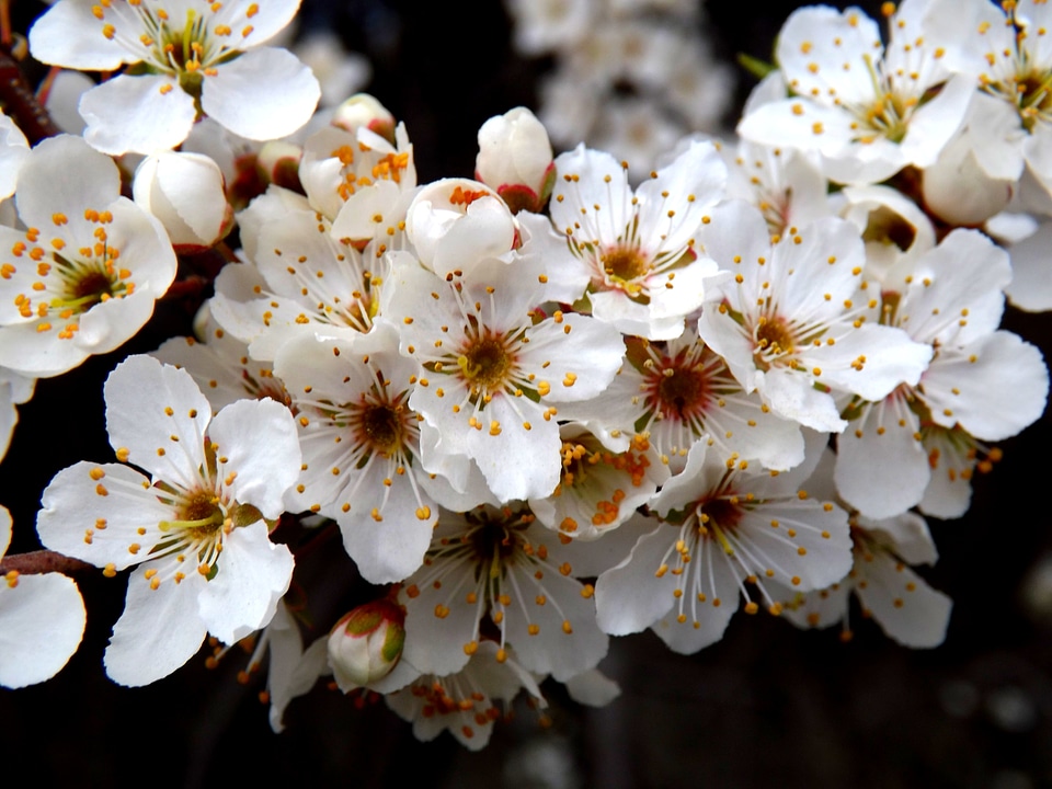 Flower white spring casey