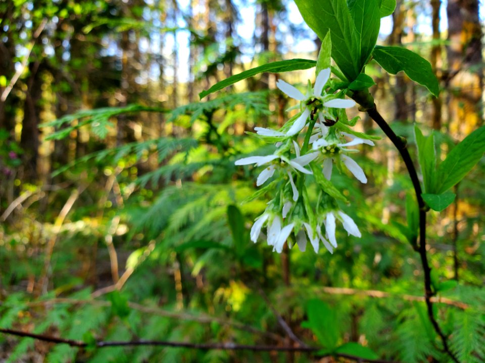 Osoberry aka Indian plum on the Mt. Baker-Snoqualmie National Forest. Photo by Anne Vassar April 21, 2021.