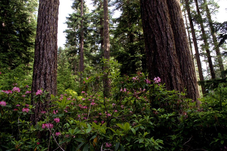 Rhododendron under fir trees Mt Hood National Forest.jpg