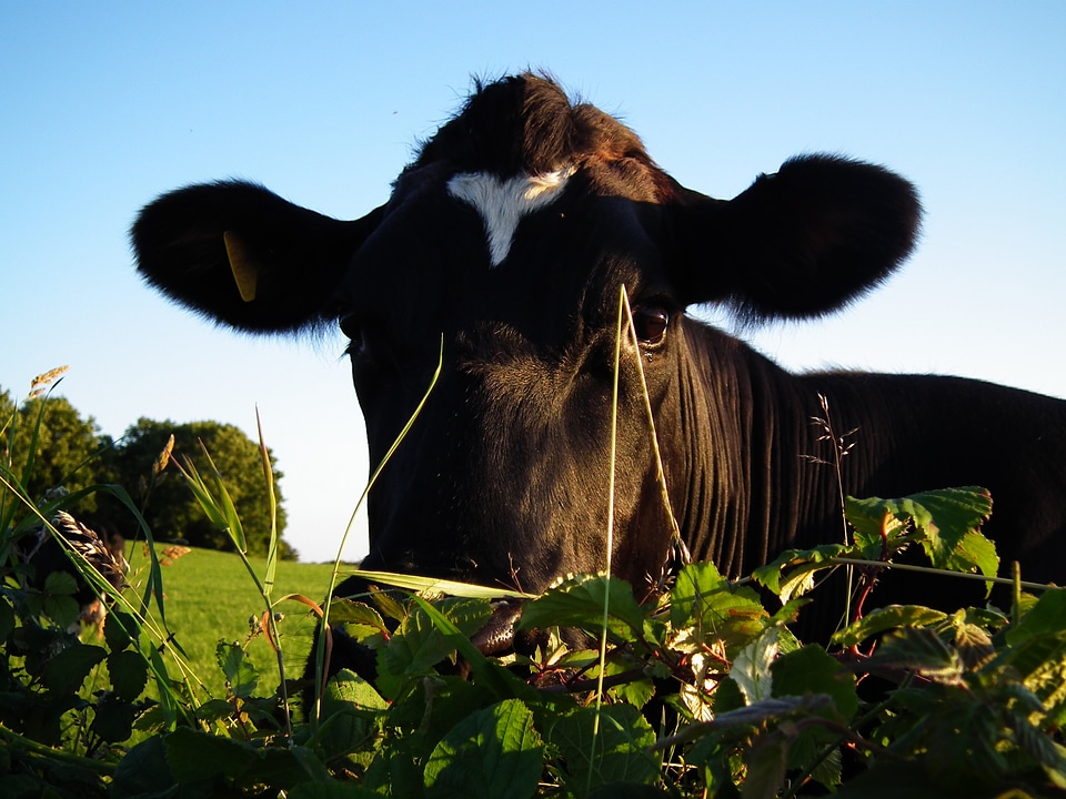 Farm animal head