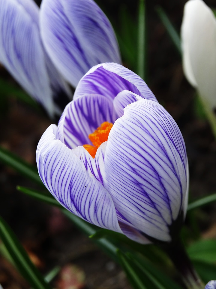 Pollination spring flower
