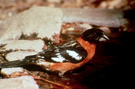 Black headed Grosbeak.jpg