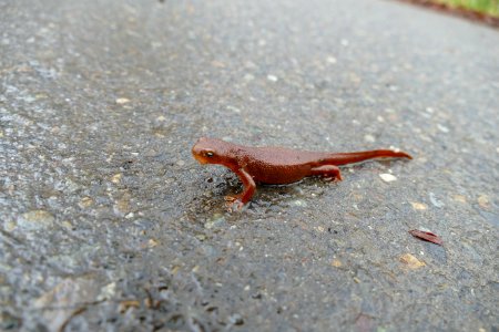 20200323 Olympic Newt Crossing a road