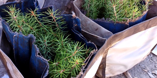 2019-May-deLeon-ColvilleNF-planting-trees-basket