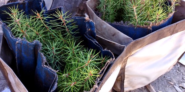 2019-May-deLeon-ColvilleNF-planting-trees-basket photo