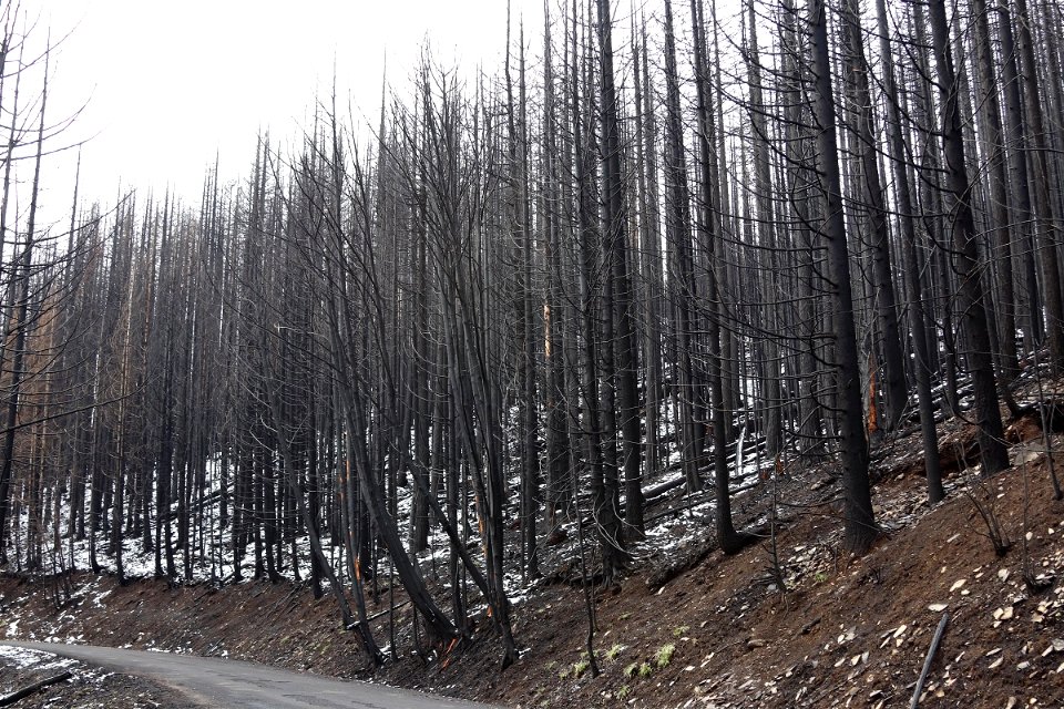 Riverside Fire high intensity burn area, Mt. Hood National Forest
