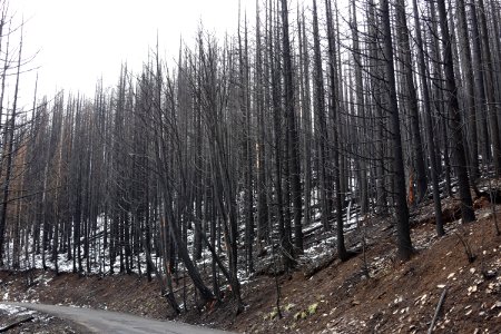 Riverside Fire high intensity burn area, Mt. Hood National Forest