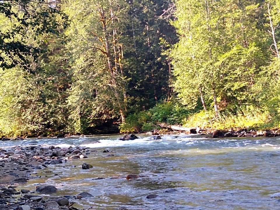 Summertime Sauk River near Bedal Campground, Mt. Baker-Snoqualmie National Forest. Photo by Anne Vassar July 30, 2020.
