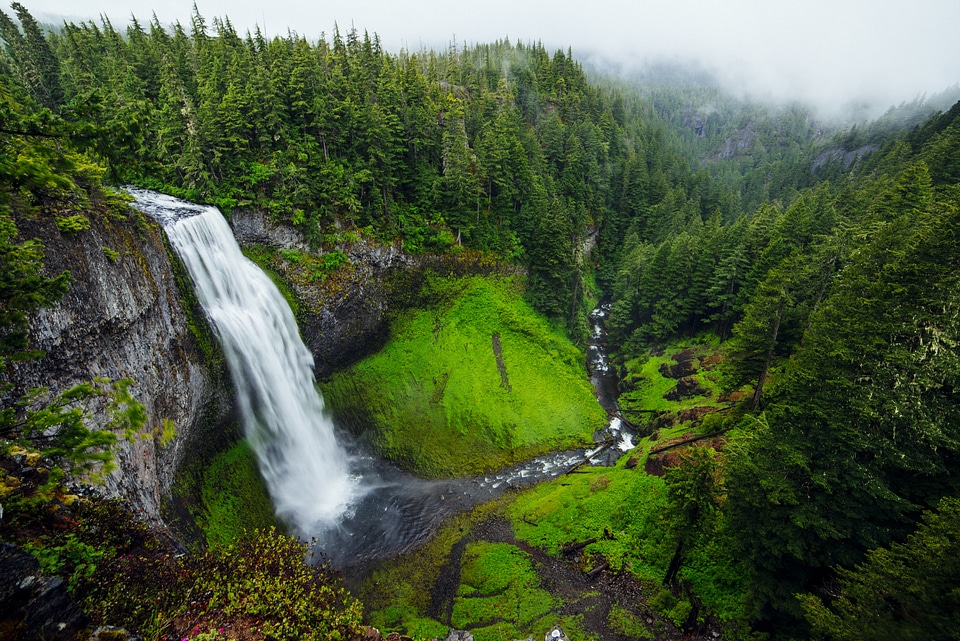 Landscape forest green photo