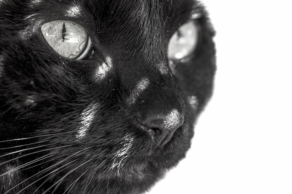 Animal feline domestic