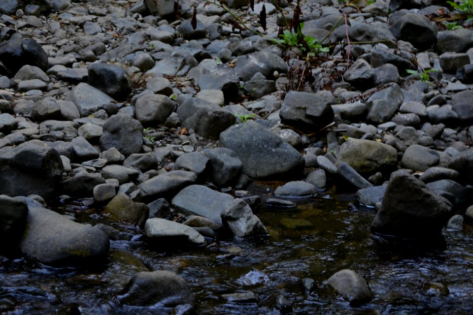 Drift Creek shore