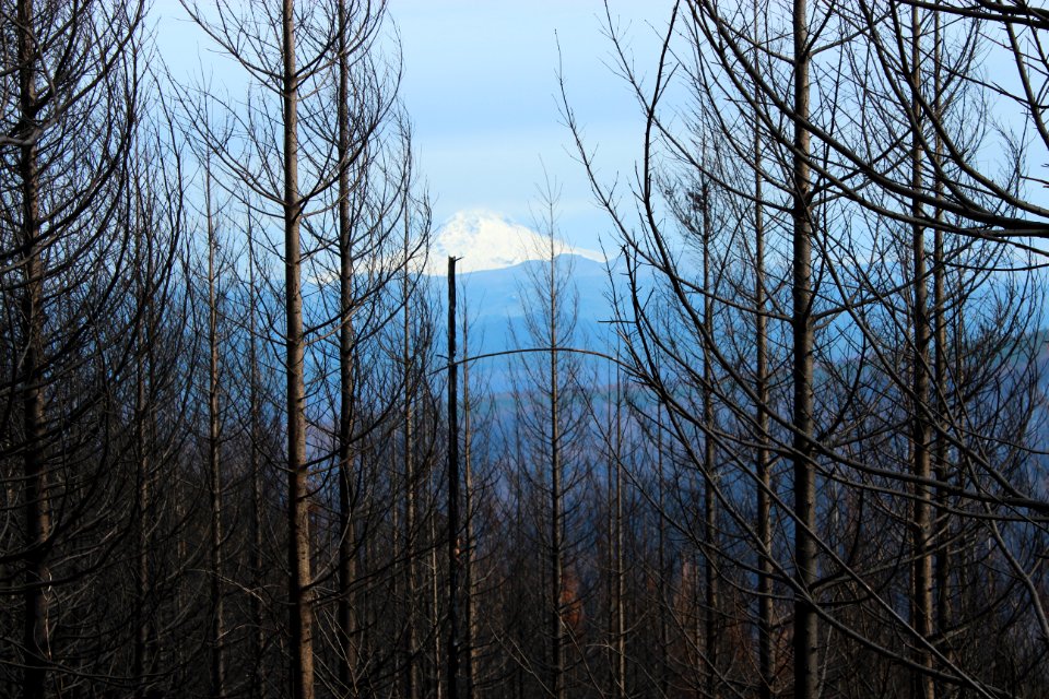 Mt. Hood from Forest Road 45 after Riverside Fire, Mt. Hood National Forest