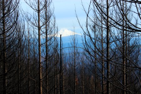 Mt. Hood from Forest Road 45 after Riverside Fire, Mt. Hood National Forest
