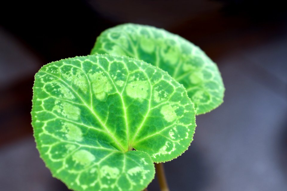 Patterned leaves of cyclamen persicum close up