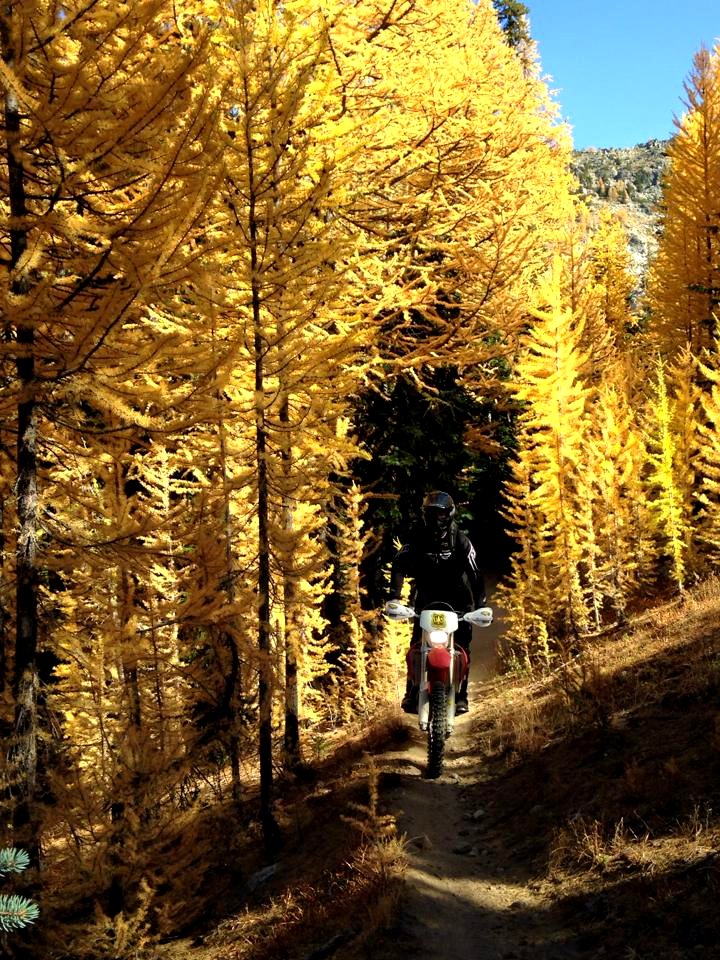 Motorcycle-FS TrailCrewPersonOnSingleTrackTrailSurroundedByGoldenLarch-OkaWenNFbyMasonSchuurUSFS-Oct2 2015