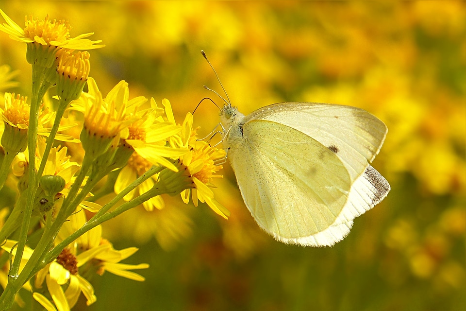 White pieris brassicae sitting on flower
