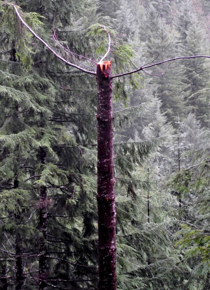 Wildlife tree at Olympic National Forest.