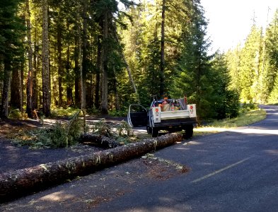 20200929 Cleaning up FSR90 following the recent wind event which brought down many trees throughout the forest. photo