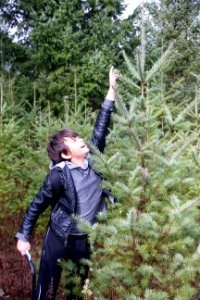 Reaching for the stars at a holiday tree outing at Gifford Pinchot National Forest, November 2018.