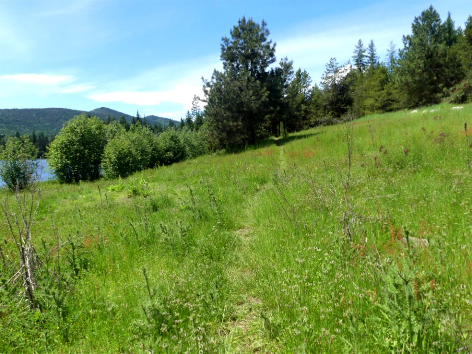 Colville NF Big Meadow Lake Trail hill June 2020 by Sharleen Puckett