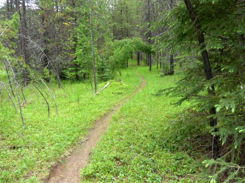 Colville NF Gillette Lake Campground June 2020 by Sharleen Puckett 25