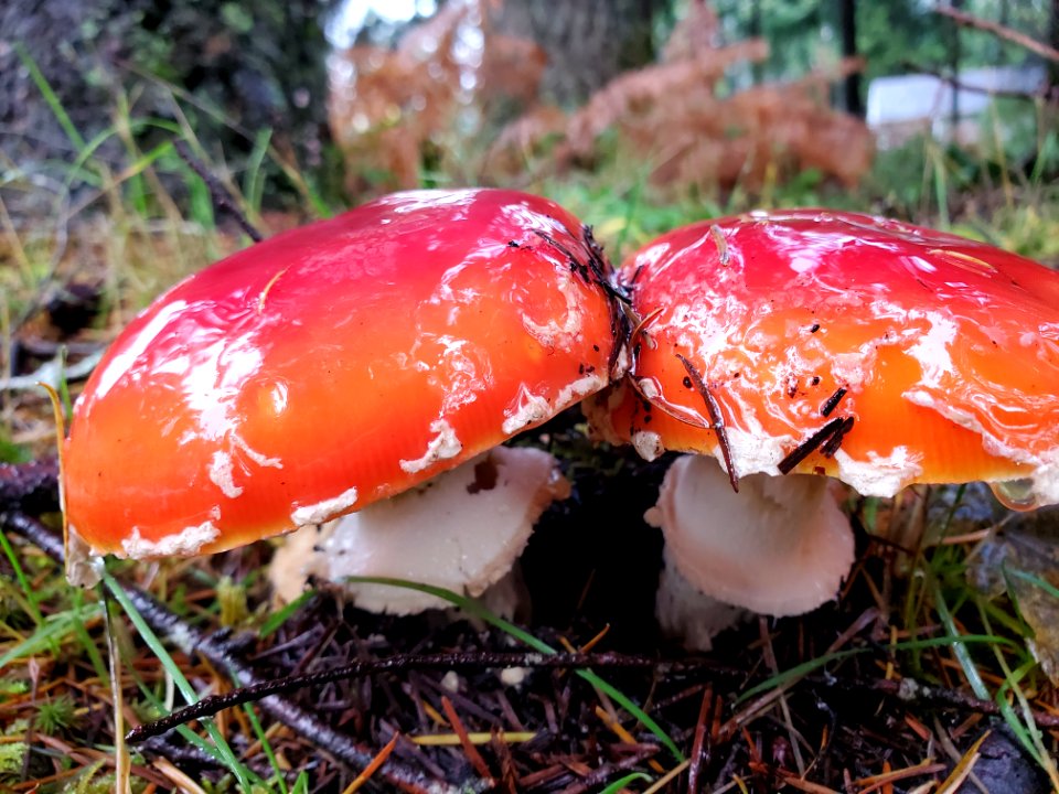 Fly Agaric, Mt. Baker-Snoqualmie National Forest. Photo by Anne Vassar November 19, 2020.