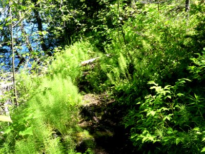 Colville NF Davis Lake Tral June 2020 by Sharleen Puckett 23