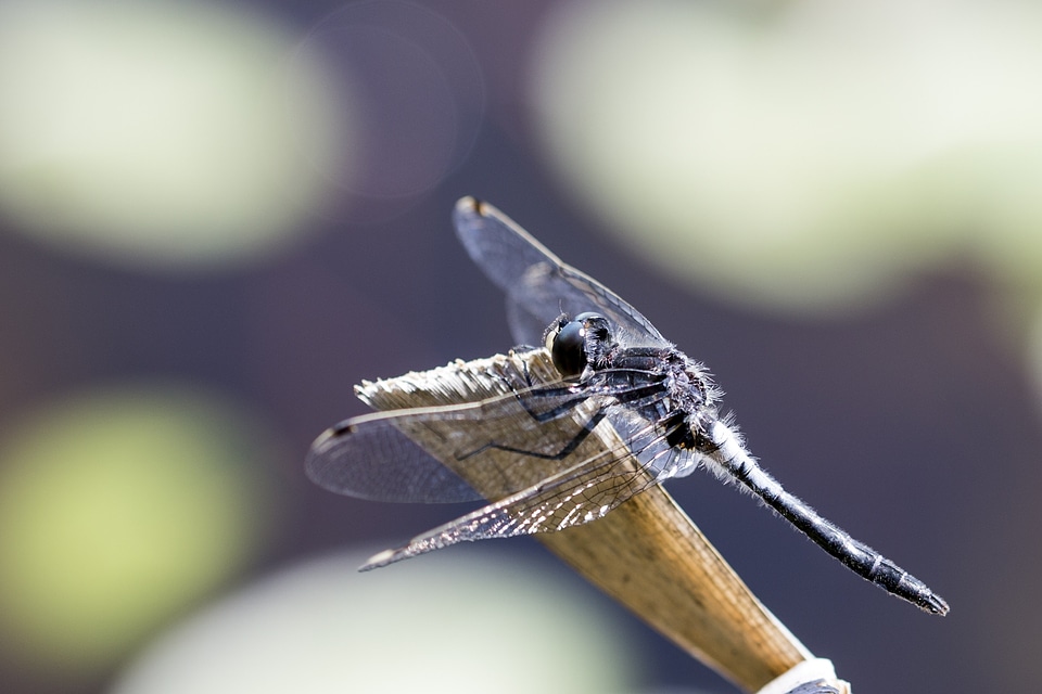 Insect bug wildlife