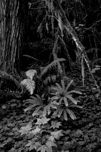 1-richard-krieger-along-the-trail-to-watson-falls-north-umpqua-1jpg 48801014501 o