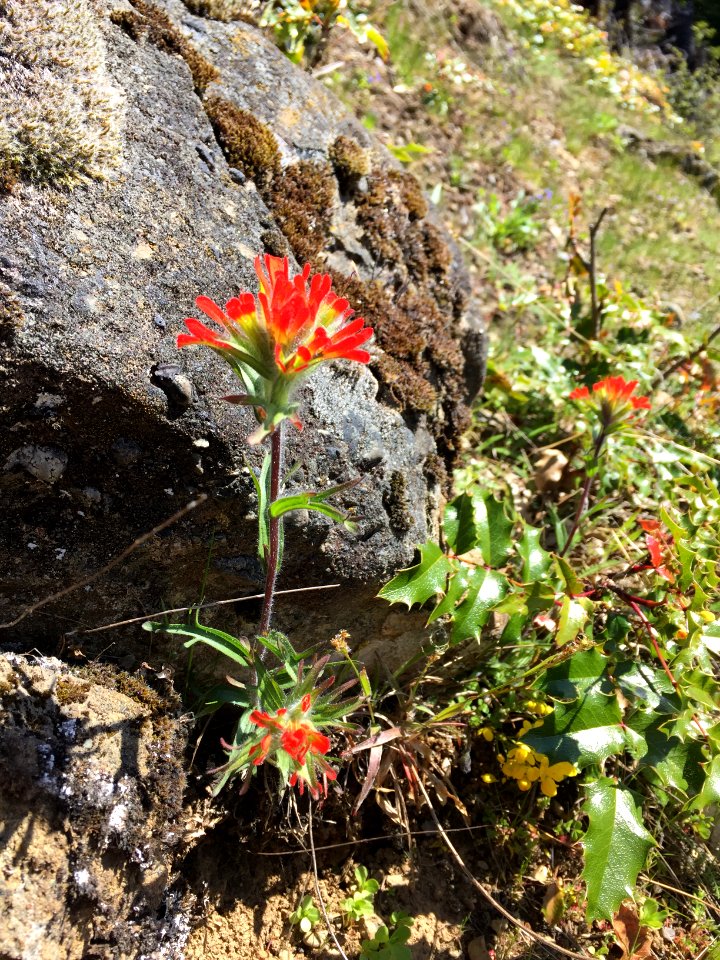 201905 FS Olympic Harsh Paintbrush Photo by Karen Holtrop