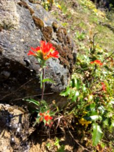 201905 FS Olympic Harsh Paintbrush Photo by Karen Holtrop
