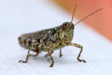 Spur-Throated Grasshopper
